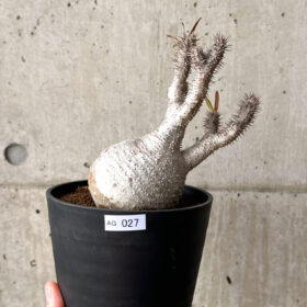 【現品限り】パキポディウム・グラキリス 現地株 発根済み 長期管理【AG27】 Pachypodium gracilius【植物】塊根植物 夏型 コーデックス