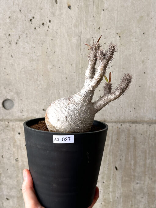 【現品限り】パキポディウム・グラキリス 現地株 発根済み 長期管理【AG27】 Pachypodium gracilius【植物】塊根植物 夏型 コーデックス