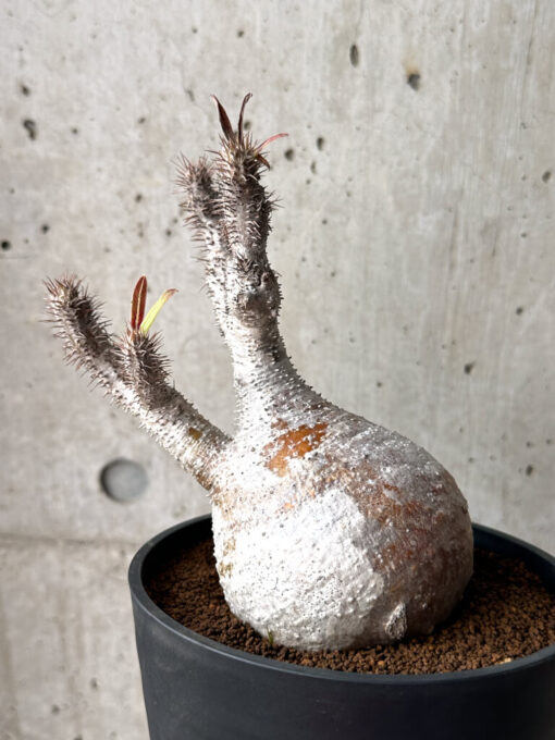 【現品限り】パキポディウム・グラキリス 現地株 発根済み 長期管理【AG27】 Pachypodium gracilius【植物】塊根植物 夏型 コーデックス - 画像 (2)
