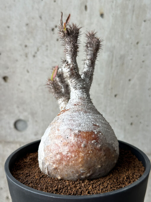 【現品限り】パキポディウム・グラキリス 現地株 発根済み 長期管理【AG27】 Pachypodium gracilius【植物】塊根植物 夏型 コーデックス - 画像 (3)