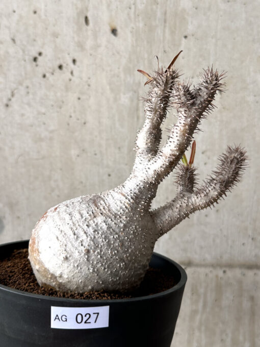 【現品限り】パキポディウム・グラキリス 現地株 発根済み 長期管理【AG27】 Pachypodium gracilius【植物】塊根植物 夏型 コーデックス - 画像 (5)
