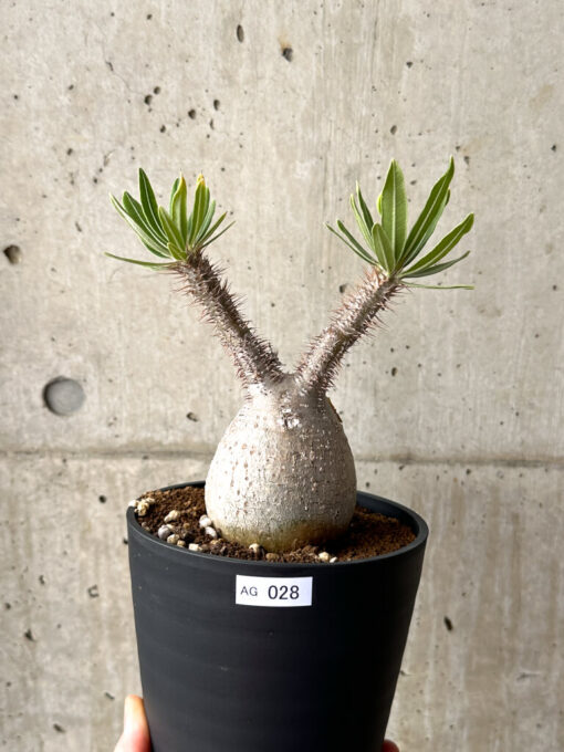 【現品限り】パキポディウム・グラキリス 現地株 発根済み 長期管理【AG28】 Pachypodium gracilius【植物】塊根植物 夏型 コーデックス