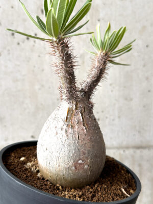 プラントブラザーズ