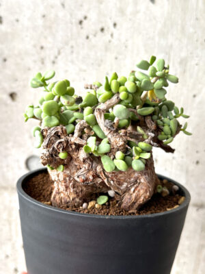 プラントブラザーズ