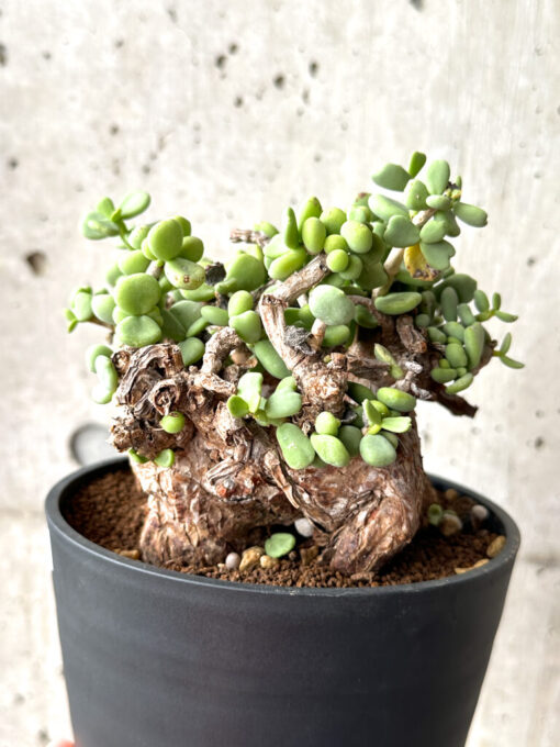 【現品限り】ケラリア・ピグマエア 現地株 大株 コレクション【AG29】 Ceraria pygmaea【植物】塊根植物 夏型 コーデックス - 画像 (3)