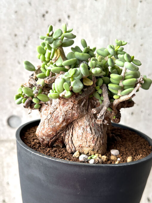 【現品限り】ケラリア・ピグマエア 現地株 大株 コレクション【AG29】 Ceraria pygmaea【植物】塊根植物 夏型 コーデックス - 画像 (4)