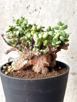 プラントブラザーズ