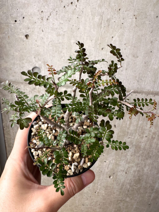 【現品限り】オペルクリカリア・パキプス 根挿し【AG2】 Operculicarya pachypus【植物】塊根植物 夏型 コーデックス - 画像 (2)