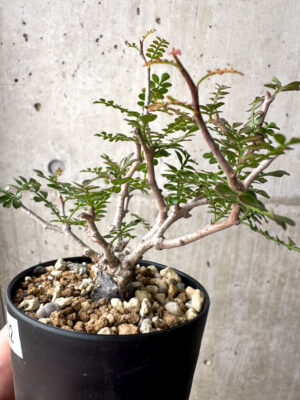 プラントブラザーズ