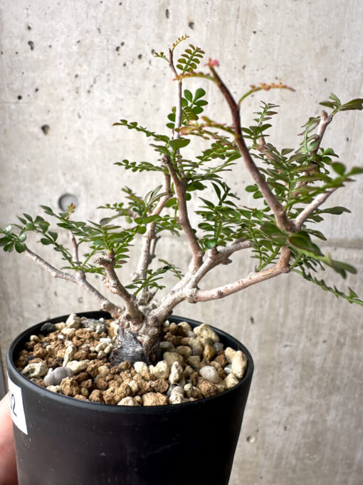 【現品限り】オペルクリカリア・パキプス 根挿し【AG2】 Operculicarya pachypus【植物】塊根植物 夏型 コーデックス - 画像 (3)
