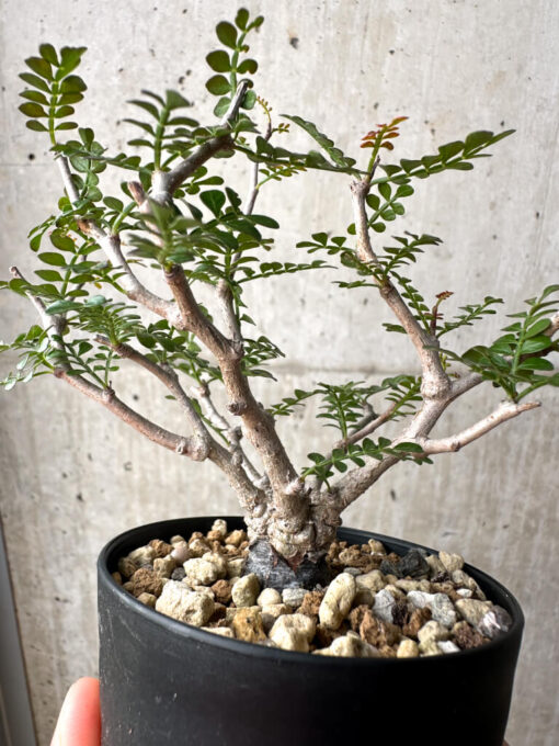 【現品限り】オペルクリカリア・パキプス 根挿し【AG2】 Operculicarya pachypus【植物】塊根植物 夏型 コーデックス - 画像 (4)