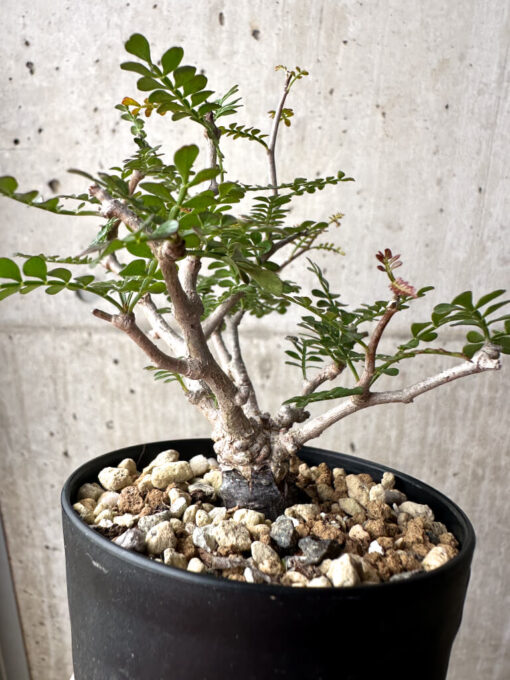 【現品限り】オペルクリカリア・パキプス 根挿し【AG2】 Operculicarya pachypus【植物】塊根植物 夏型 コーデックス - 画像 (5)