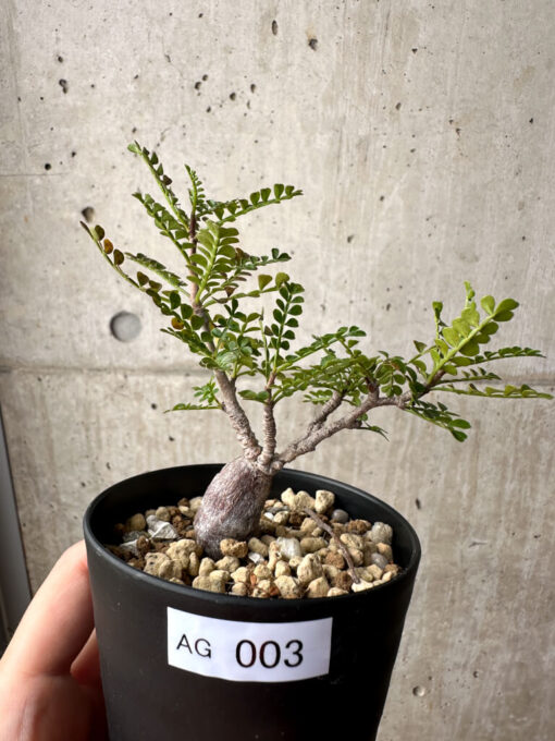 【現品限り】オペルクリカリア・パキプス 根挿し【AG3】 Operculicarya pachypus【植物】塊根植物 夏型 コーデックス