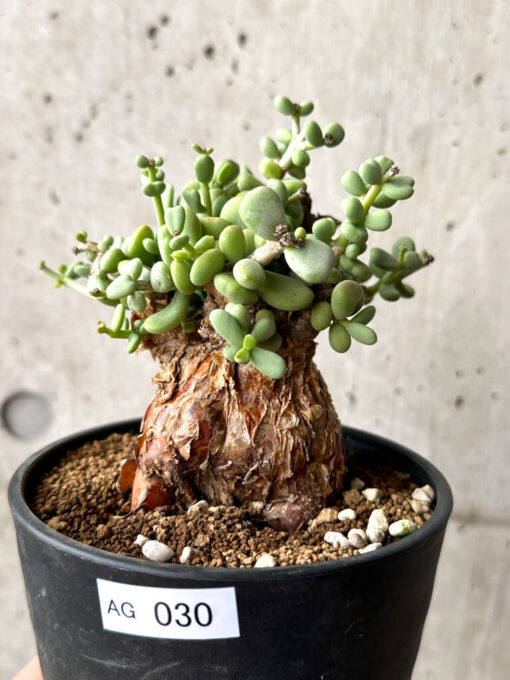 【現品限り】ケラリア・ピグマエア 現地株【AG30】 Ceraria pygmaea【植物】塊根植物 夏型 コーデックス