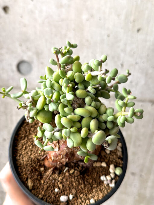 【現品限り】ケラリア・ピグマエア 現地株【AG30】 Ceraria pygmaea【植物】塊根植物 夏型 コーデックス - 画像 (2)