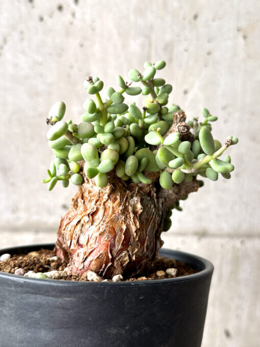 【現品限り】ケラリア・ピグマエア 現地株【AG30】 Ceraria pygmaea【植物】塊根植物 夏型 コーデックス - 画像 (3)