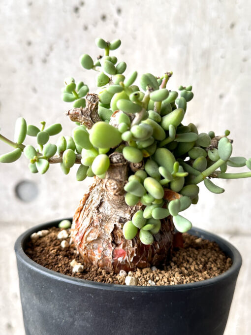 【現品限り】ケラリア・ピグマエア 現地株【AG30】 Ceraria pygmaea【植物】塊根植物 夏型 コーデックス - 画像 (4)