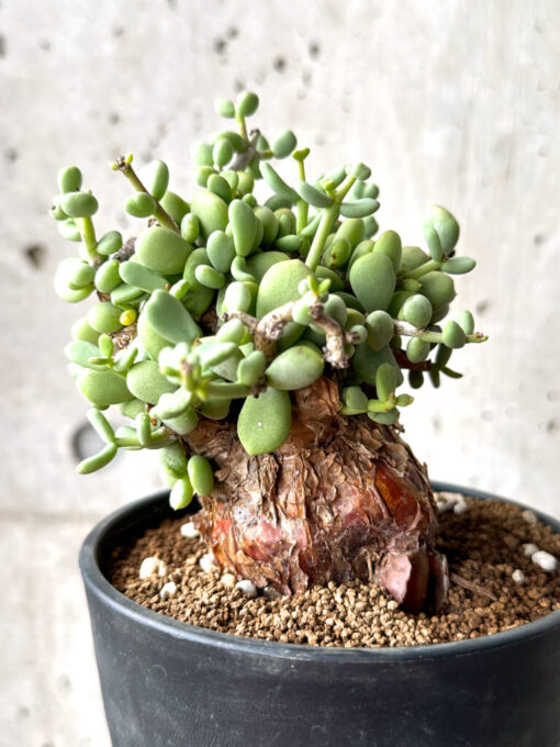 【現品限り】ケラリア・ピグマエア 現地株【AG30】 Ceraria pygmaea【植物】塊根植物 夏型 コーデックス - 画像 (5)