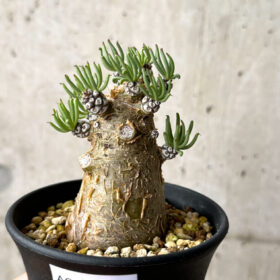 【現品限り】チレコドン・ペアルソニー 実生苗【AG31】 Tylecodon pearsonii【植物】塊根植物 夏型 コーデックス