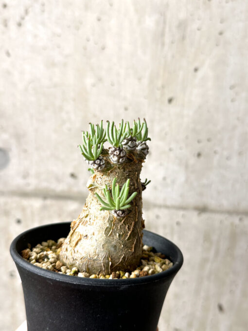 【現品限り】チレコドン・ペアルソニー 実生苗【AG31】 Tylecodon pearsonii【植物】塊根植物 夏型 コーデックス - 画像 (3)
