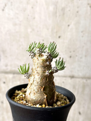 プラントブラザーズ