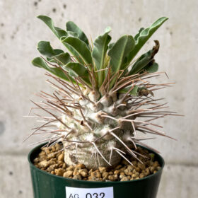 【現品限り】パキポディウム・ナマクアナム 光堂 実生 大株【AG32】 Pachypodium namaquanum【植物】塊根植物 夏型 コーデックス