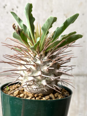 プラントブラザーズ