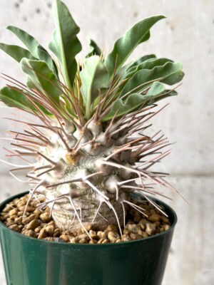 プラントブラザーズ