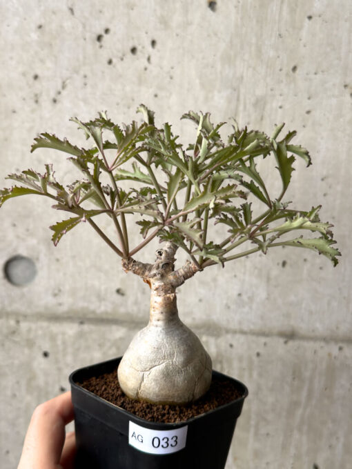 【現品限り】キフォステンマ・ベティフォルメ ナローリーフ【AG33】 Cyphostemma betiforme Somalia【植物】塊根植物 夏型 コーデックス