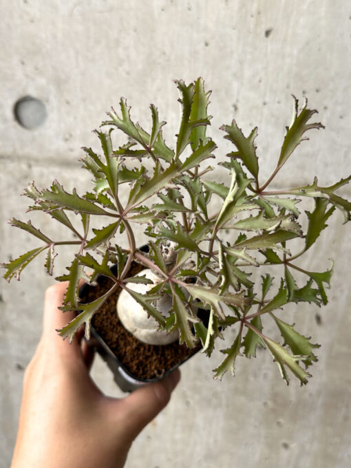 【現品限り】キフォステンマ・ベティフォルメ ナローリーフ【AG33】 Cyphostemma betiforme Somalia【植物】塊根植物 夏型 コーデックス - 画像 (2)