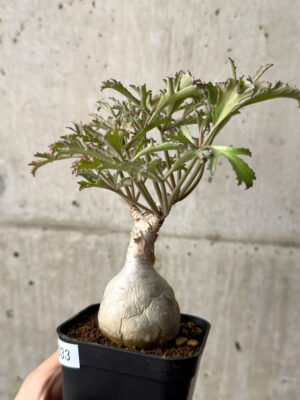 プラントブラザーズ