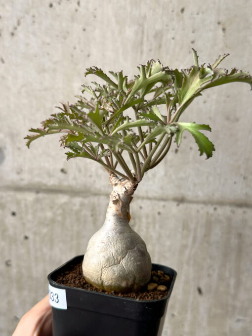 【現品限り】キフォステンマ・ベティフォルメ ナローリーフ【AG33】 Cyphostemma betiforme Somalia【植物】塊根植物 夏型 コーデックス - 画像 (3)
