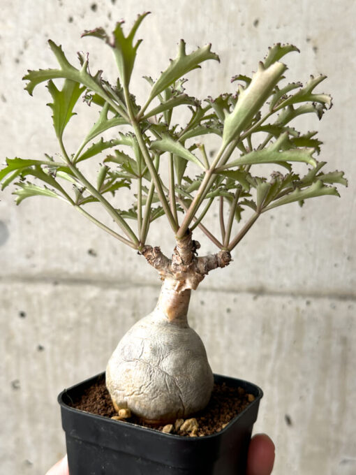 【現品限り】キフォステンマ・ベティフォルメ ナローリーフ【AG33】 Cyphostemma betiforme Somalia【植物】塊根植物 夏型 コーデックス - 画像 (4)