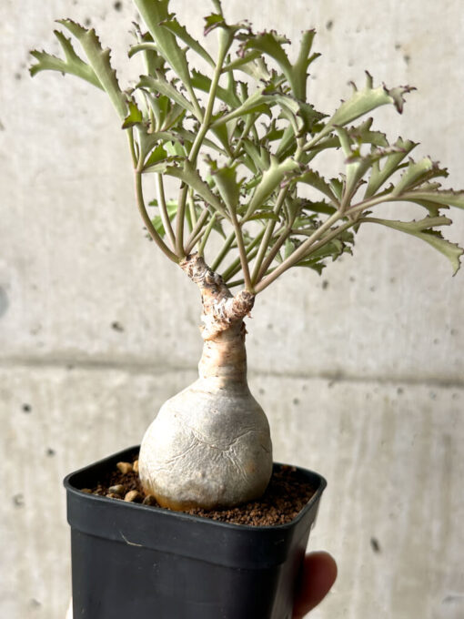 【現品限り】キフォステンマ・ベティフォルメ ナローリーフ【AG33】 Cyphostemma betiforme Somalia【植物】塊根植物 夏型 コーデックス - 画像 (5)