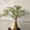 【現品限り】キフォステンマ・ベティフォルメ ナローリーフ【AG34】 Cyphostemma betiforme Somalia【植物】塊根植物 夏型 コーデックス
