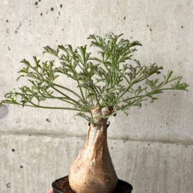 【現品限り】キフォステンマ・ベティフォルメ ナローリーフ【AG34】 Cyphostemma betiforme Somalia【植物】塊根植物 夏型 コーデックス