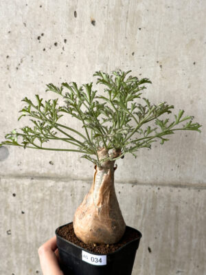 プラントブラザーズ