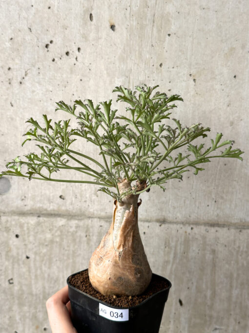 【現品限り】キフォステンマ・ベティフォルメ ナローリーフ【AG34】 Cyphostemma betiforme Somalia【植物】塊根植物 夏型 コーデックス