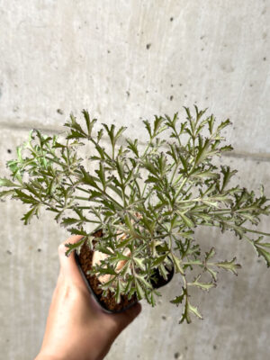 プラントブラザーズ