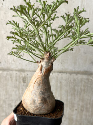 プラントブラザーズ