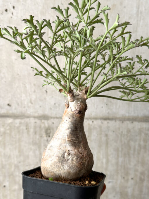 【現品限り】キフォステンマ・ベティフォルメ ナローリーフ【AG34】 Cyphostemma betiforme Somalia【植物】塊根植物 夏型 コーデックス - 画像 (4)