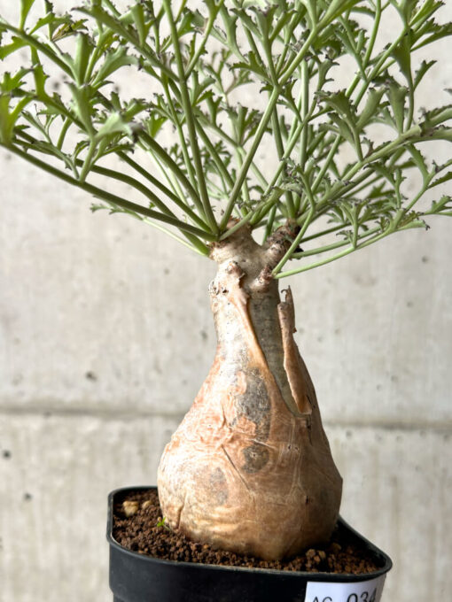 【現品限り】キフォステンマ・ベティフォルメ ナローリーフ【AG34】 Cyphostemma betiforme Somalia【植物】塊根植物 夏型 コーデックス - 画像 (5)