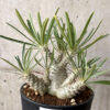 【現品限り】パキポディウム・グラキリス 実生【AG35】 Pachypodium gracilius【植物】塊根植物 夏型 コーデックス