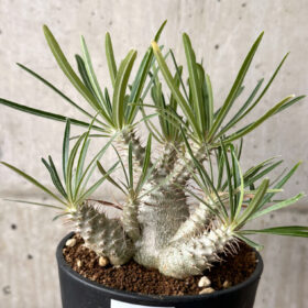 【現品限り】パキポディウム・グラキリス 実生【AG35】 Pachypodium gracilius【植物】塊根植物 夏型 コーデックス