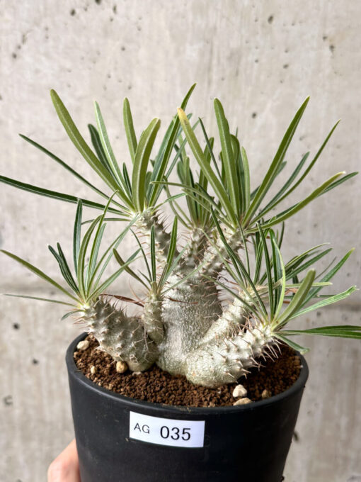 【現品限り】パキポディウム・グラキリス 実生【AG35】 Pachypodium gracilius【植物】塊根植物 夏型 コーデックス