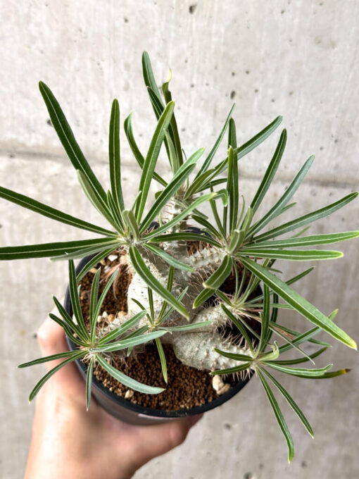 【現品限り】パキポディウム・グラキリス 実生【AG35】 Pachypodium gracilius【植物】塊根植物 夏型 コーデックス - 画像 (2)