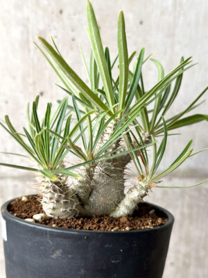 プラントブラザーズ