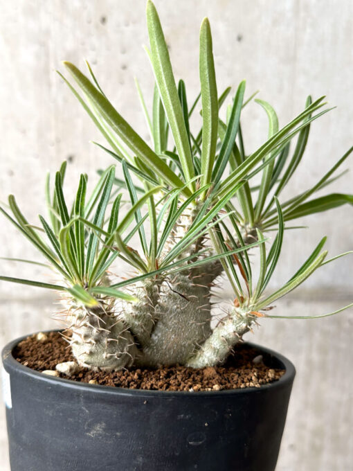 【現品限り】パキポディウム・グラキリス 実生【AG35】 Pachypodium gracilius【植物】塊根植物 夏型 コーデックス - 画像 (3)