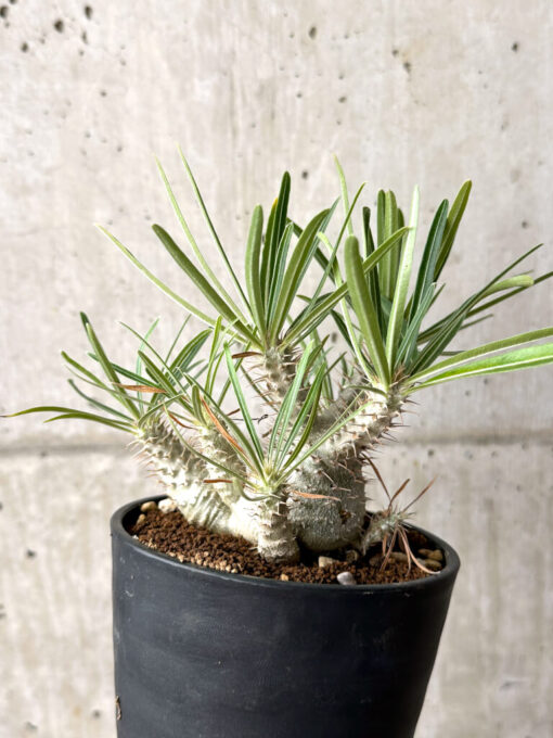 【現品限り】パキポディウム・グラキリス 実生【AG35】 Pachypodium gracilius【植物】塊根植物 夏型 コーデックス - 画像 (4)