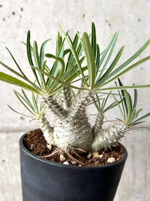 【現品限り】パキポディウム・グラキリス 実生【AG35】 Pachypodium gracilius【植物】塊根植物 夏型 コーデックス - 画像 (5)
